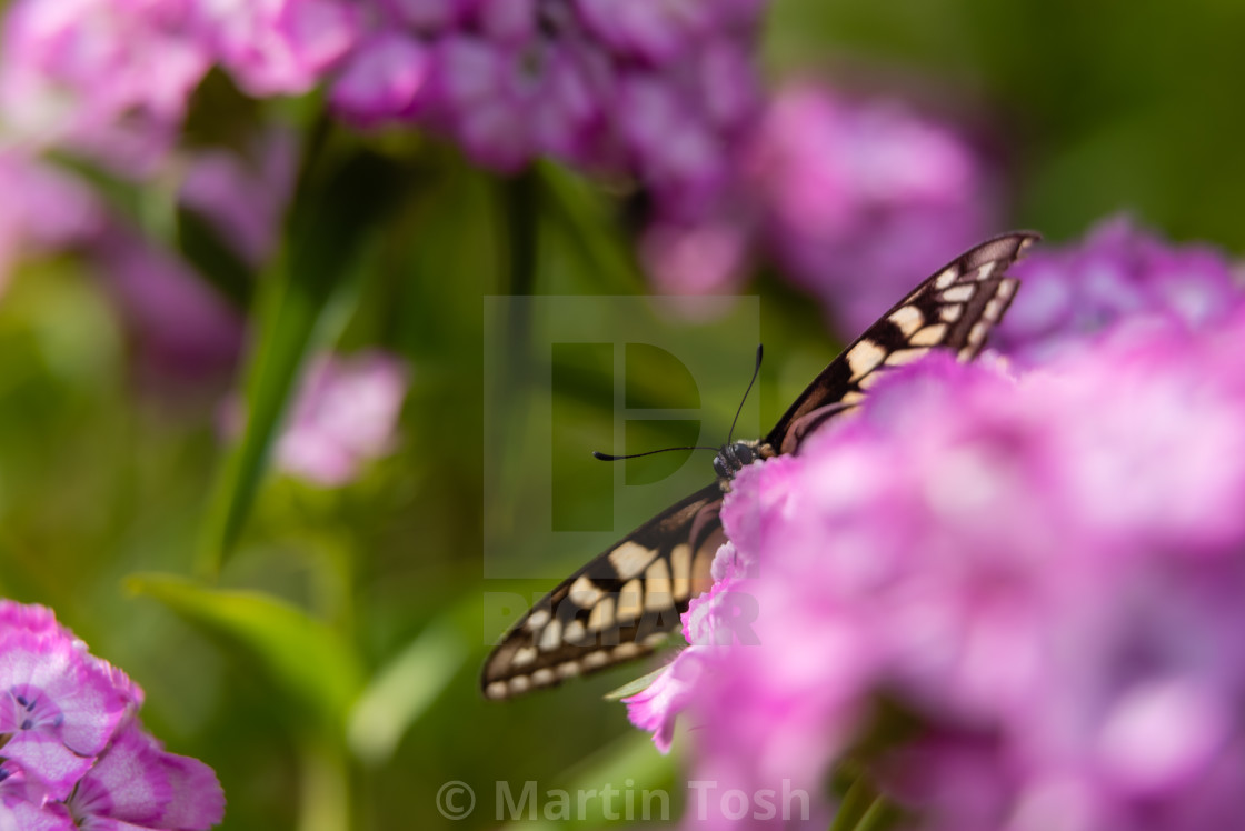 "Swallowtail butterfly on garden flowers iv." stock image