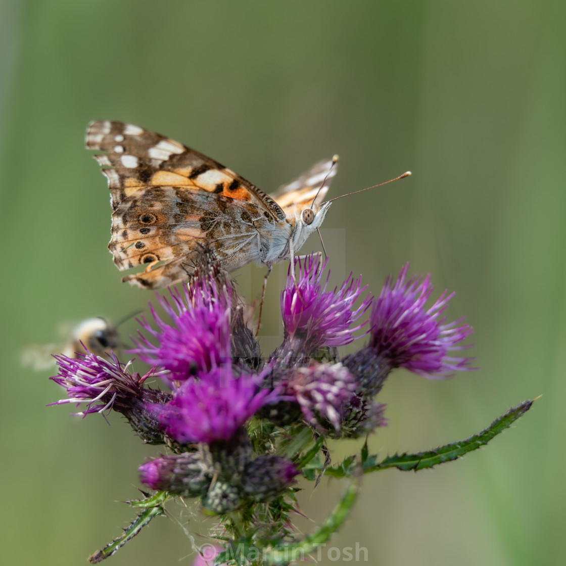 "Painted Lady butterfly on thistle flowers." stock image