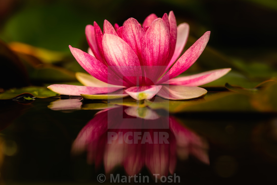 "Waterlily and reflection." stock image