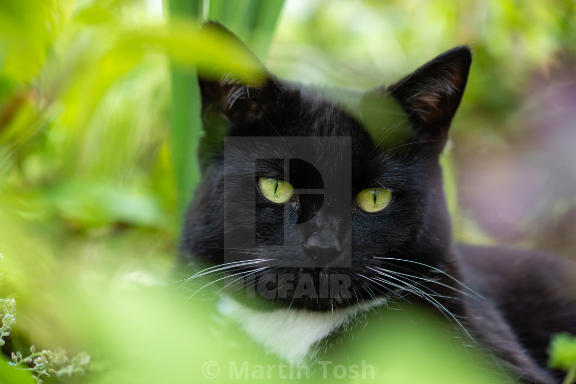 "Black and white tuxi cat portrait in garden." stock image