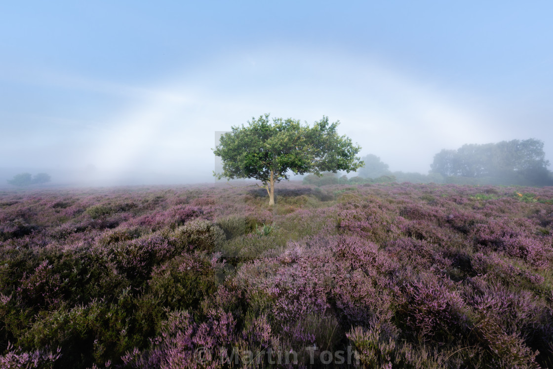 "'Fogbow' Lone tree in heather heath iv" stock image