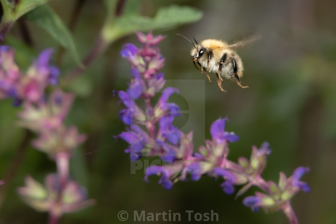 "Bumblebee flying near Salvia i." stock image