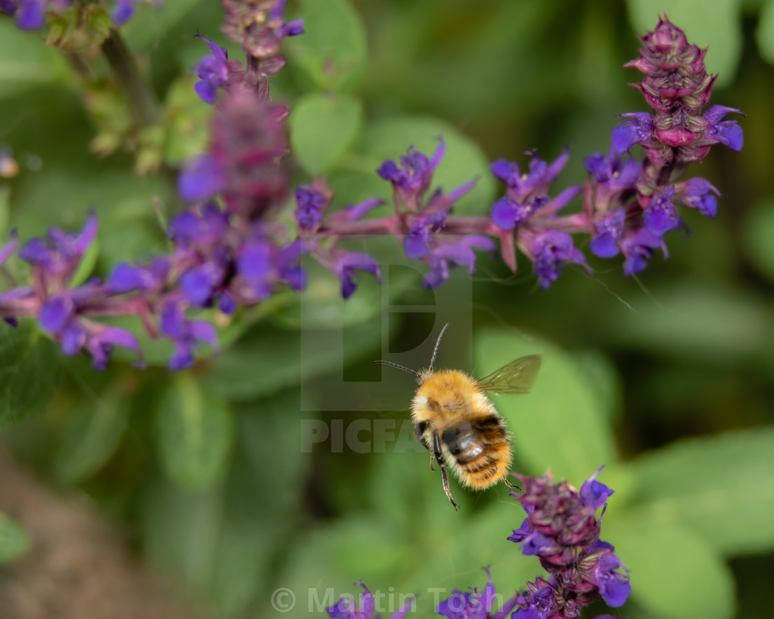 "Bumblebee flying near Salvia ii." stock image