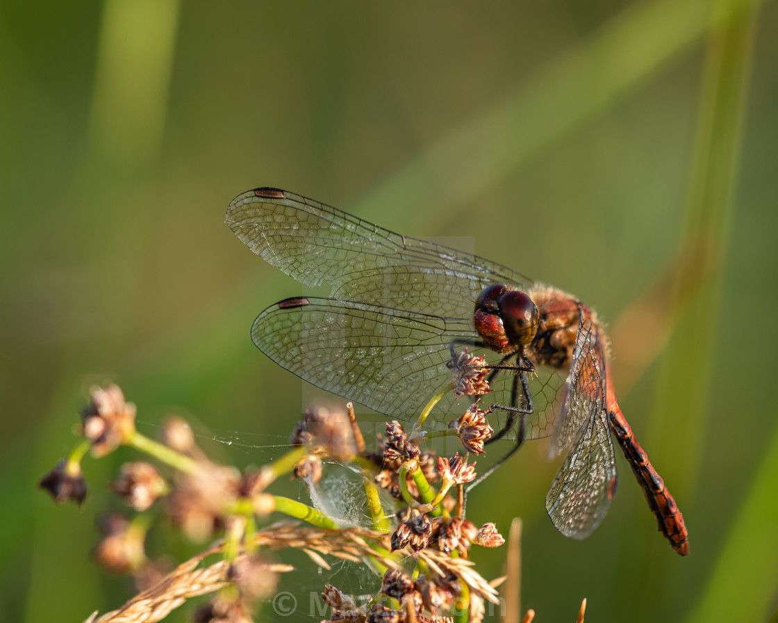 "Ruddy Darter dragonfly in marsh v." stock image