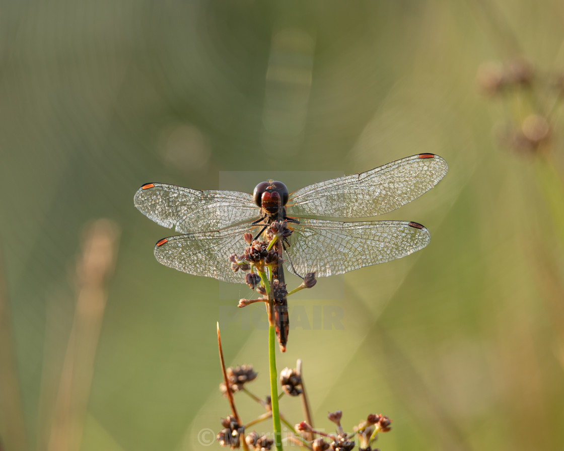 "Ruddy Darter dragonfly in marsh ii." stock image