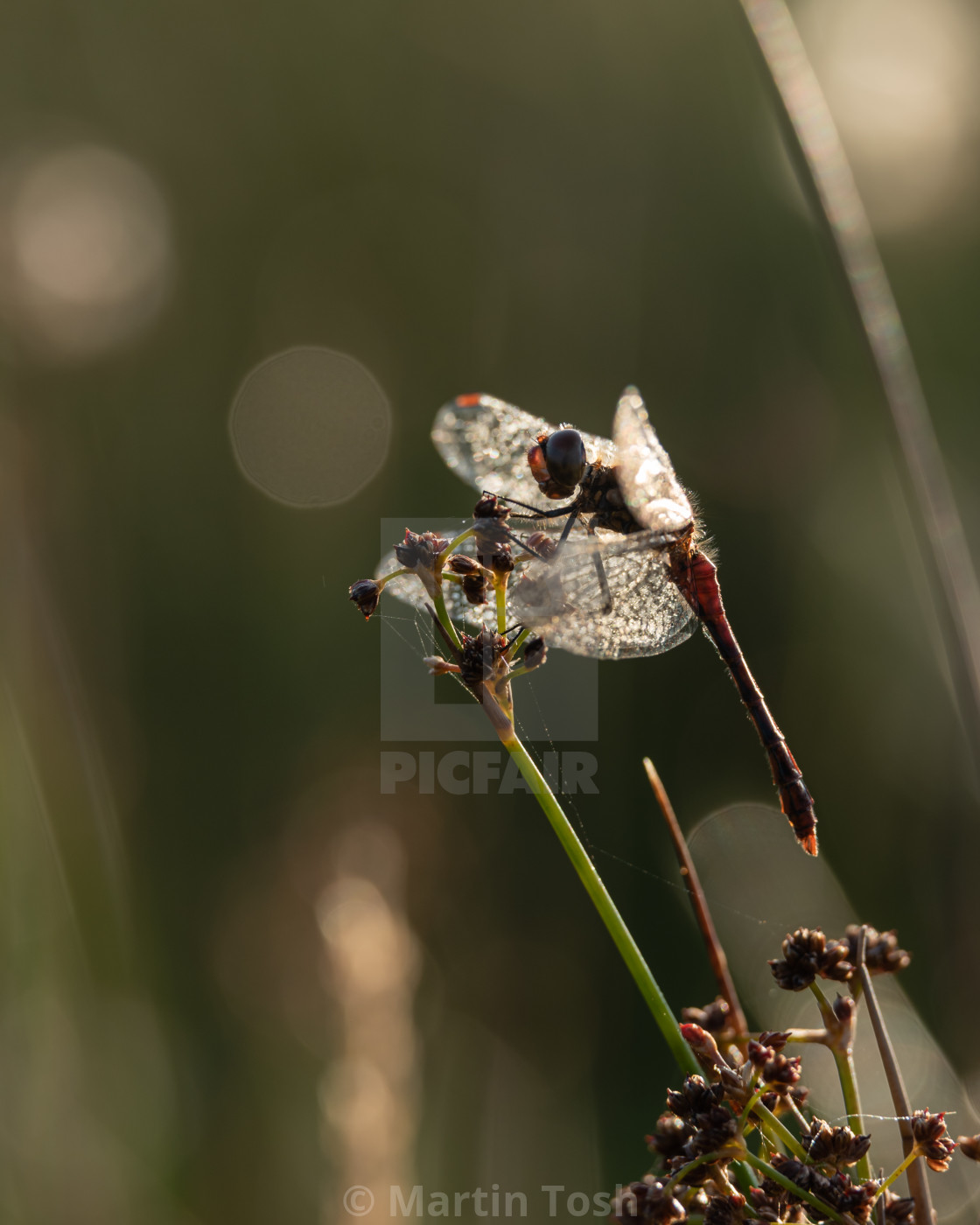 "Ruddy Darter dragonfly in marsh iii." stock image