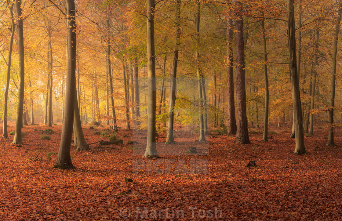 "Beech woodland misty autumn morning viii." stock image