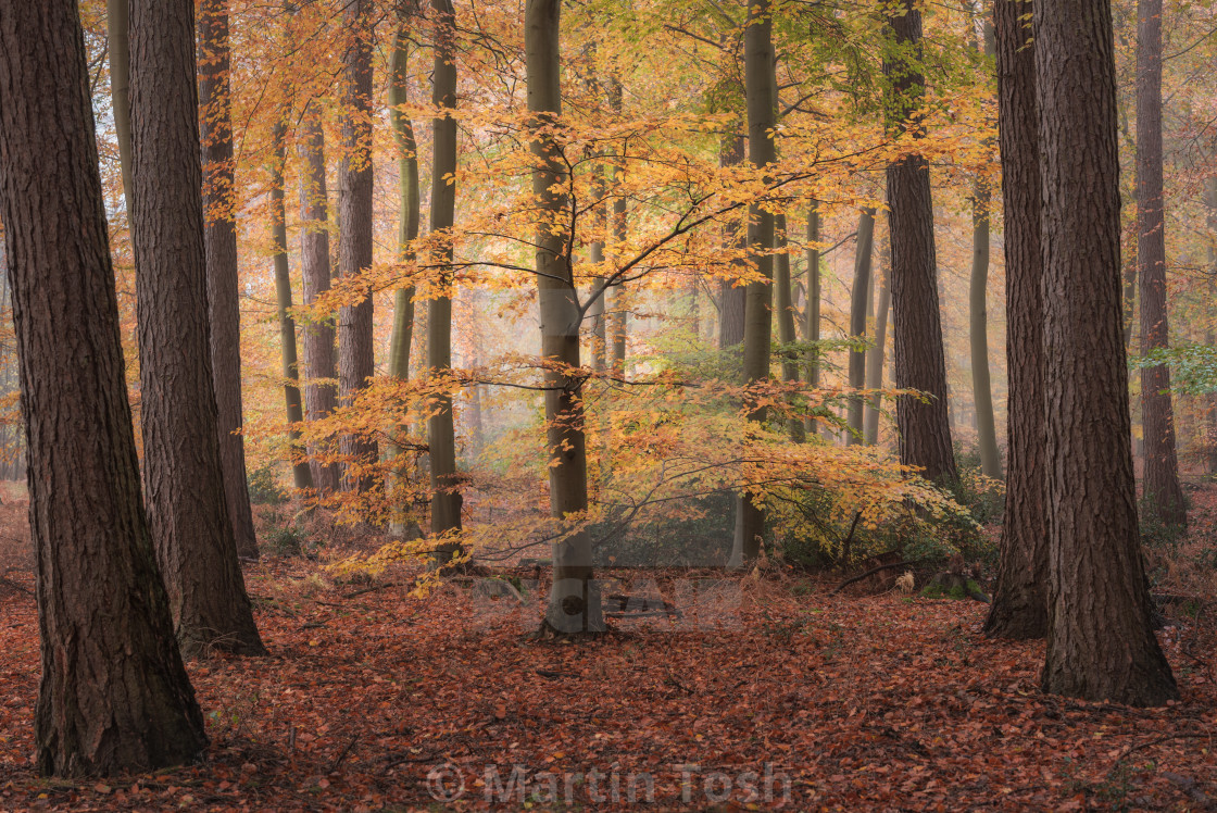 "Beech woodland misty autumn morning ii." stock image