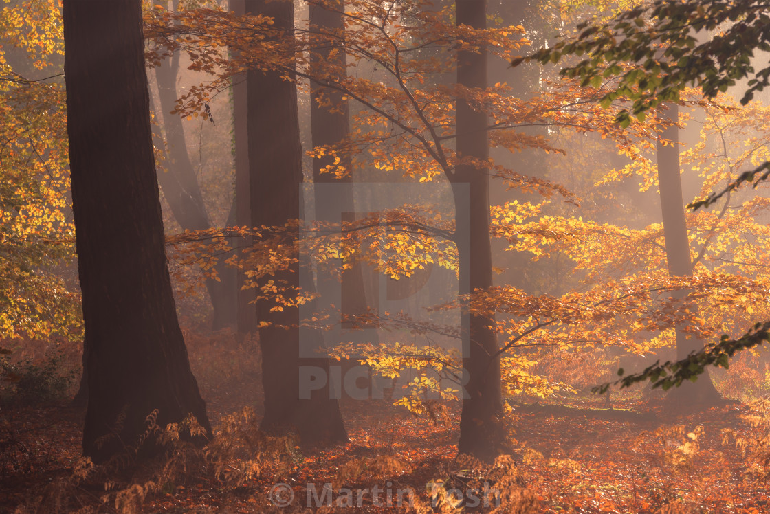 "Beech woodland misty autumn morning ix." stock image