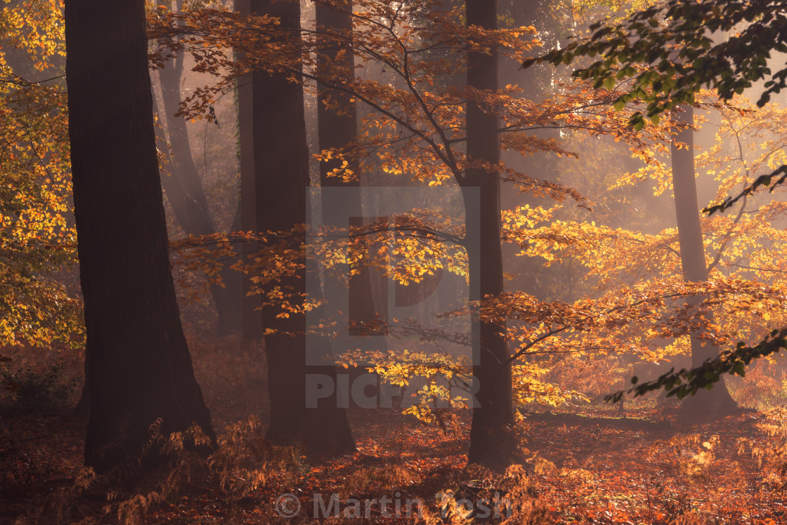 "Beech woodland misty autumn morning x." stock image