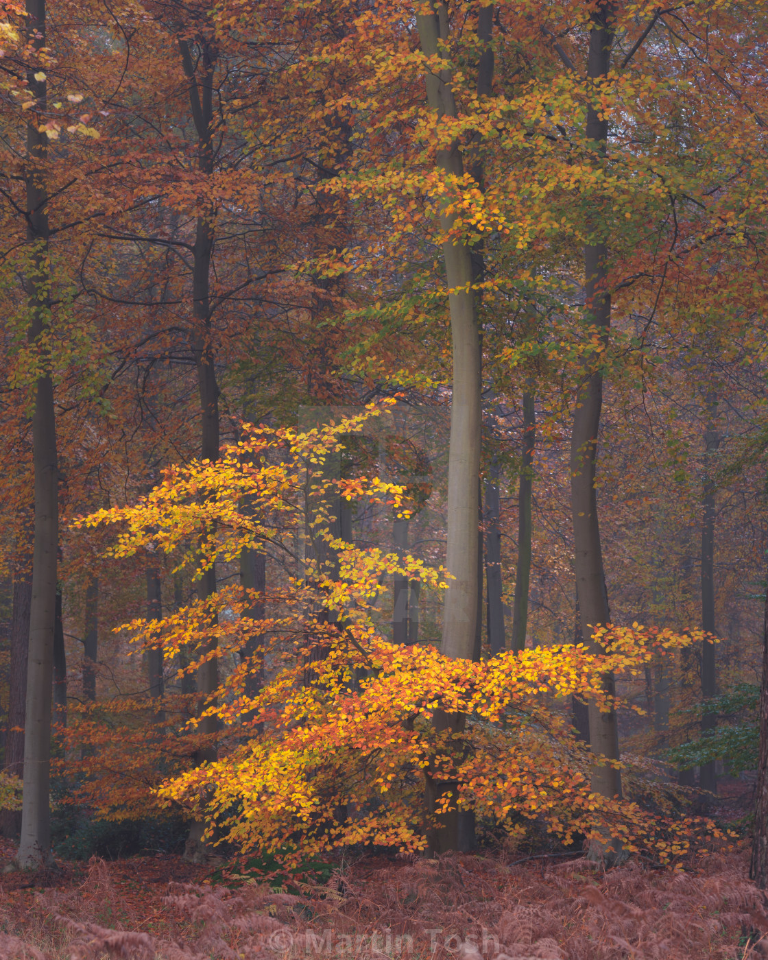 "Beech woodland misty autumn morning i." stock image