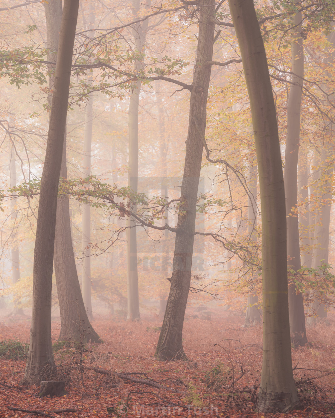 "'Tall Tales' Beech woodland misty autumn morning v." stock image