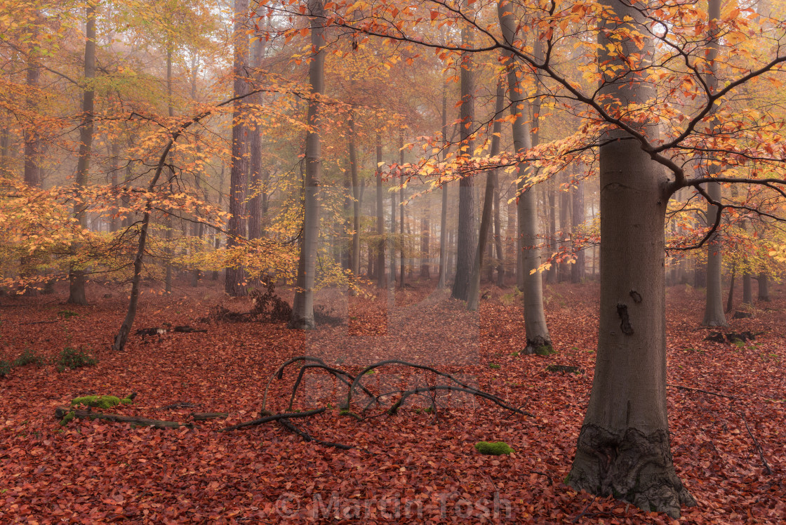 "Beech woodland misty autumn morning vi." stock image