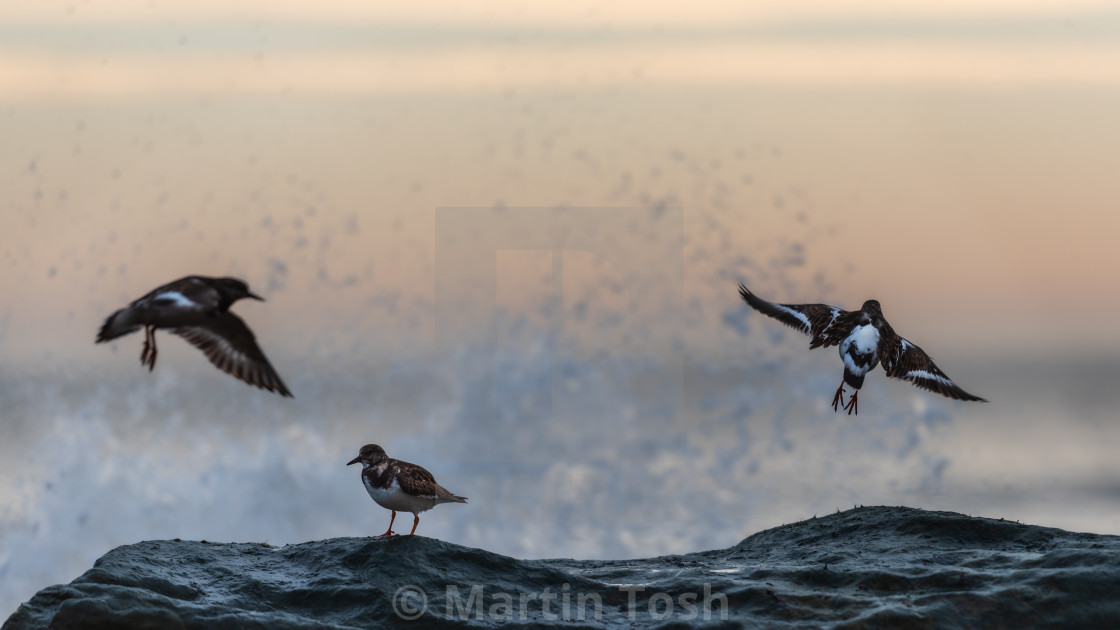 "Turnstones in flight and on shore rock sea spray bg." stock image