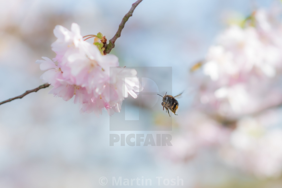 "Tree blossom soft bg vii with bumble bee in flight." stock image