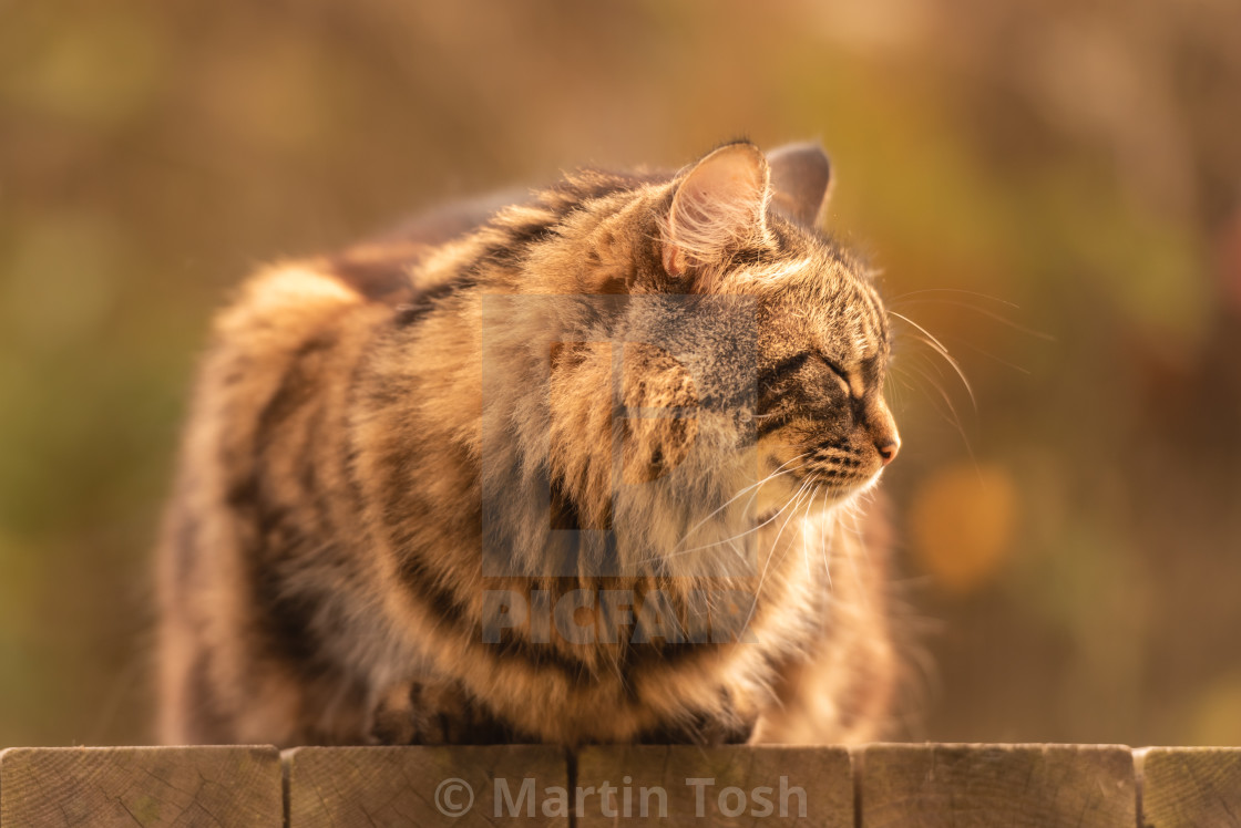 "Tabby cat on garden platform iv snoozing head turned." stock image