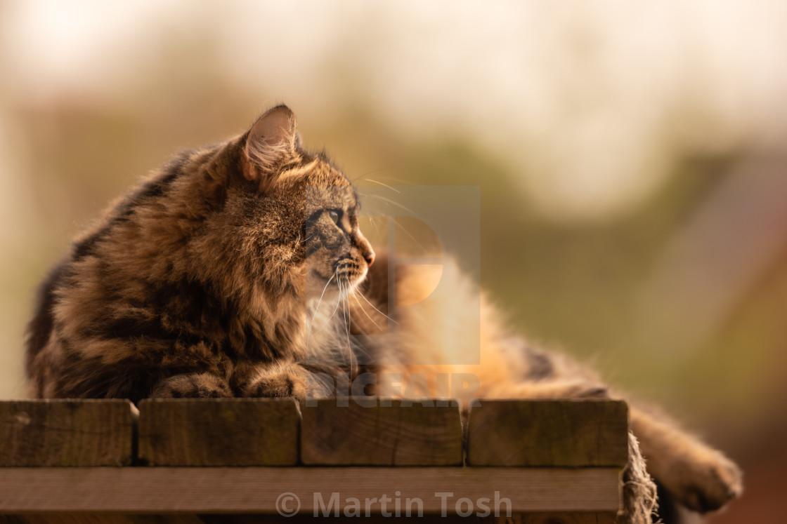 "Tabby cat on garden platform i looking right." stock image