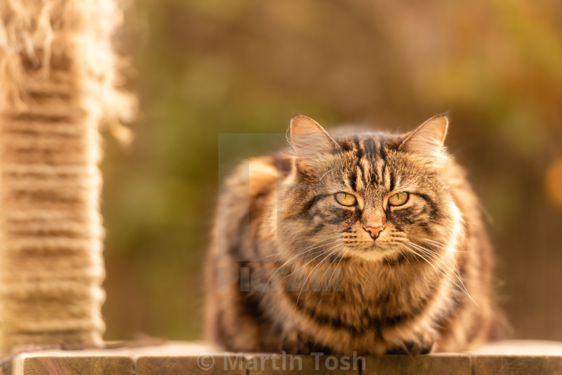 "Tabby cat on garden platform iii with eye contact." stock image