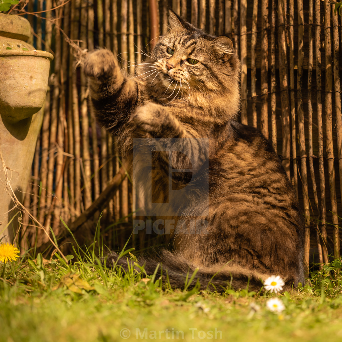 "Tabbby cat by willow garden fence iii sitting up playing." stock image