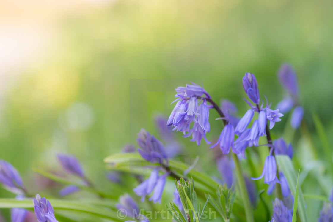 "Bluebells growing in sunny verge." stock image