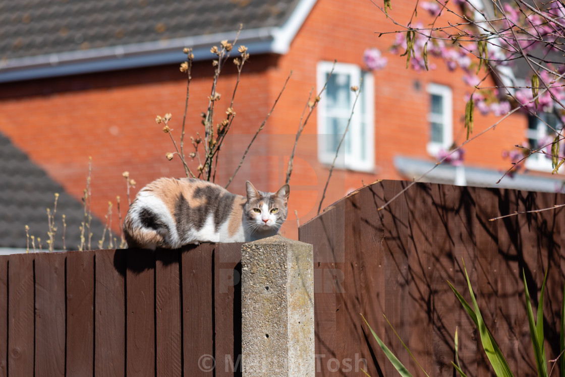 "Calico cat on garden fence, eye contact." stock image