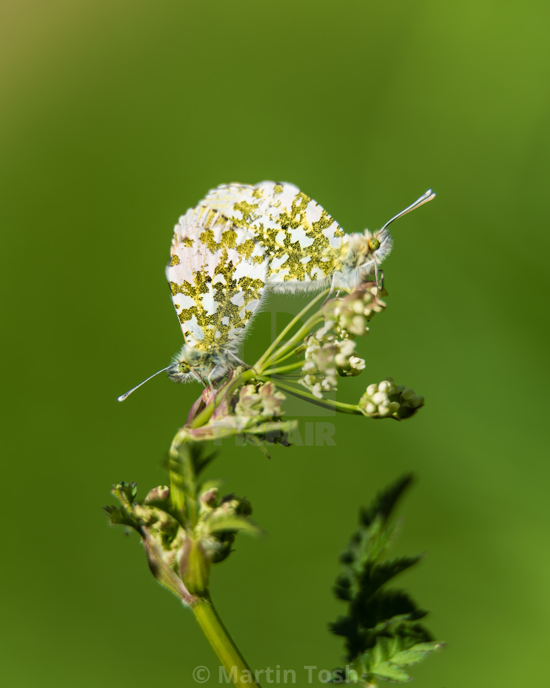 "Orange-tip Butterflies mating iii." stock image