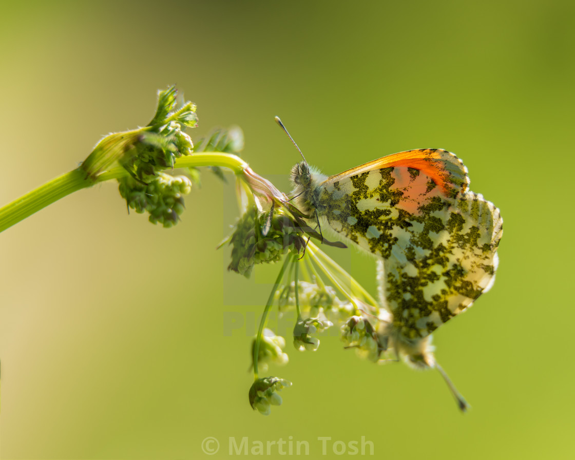 "Orange-tip Butterflies mating ii." stock image