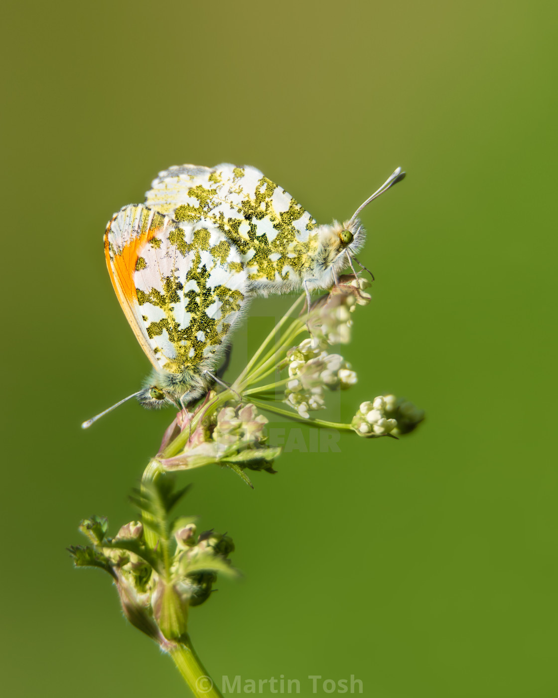 "Orange-tip Butterflies mating i." stock image