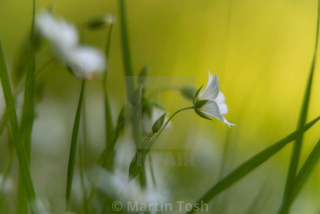 "Greater Stitchwort study in soft light." stock image