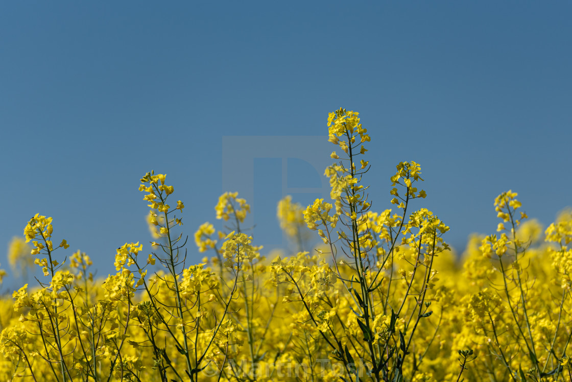 "Oilseed Rape against blue sky." stock image