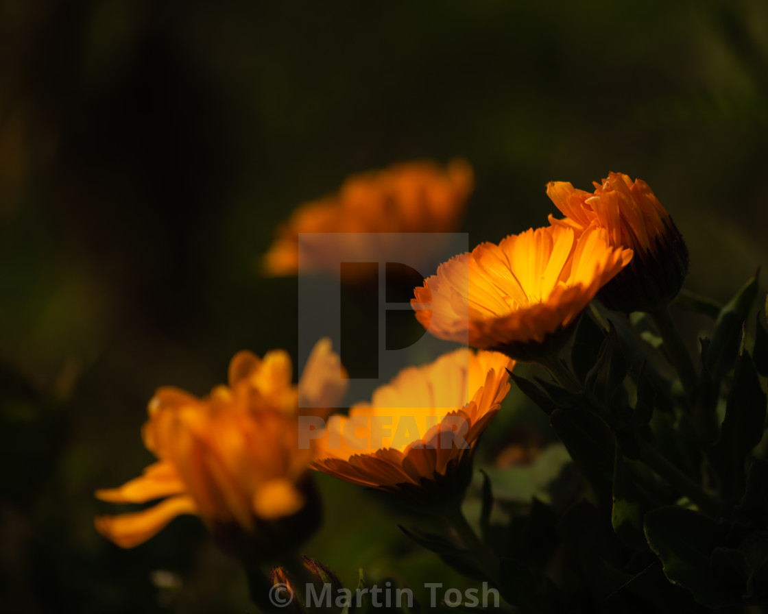 "Marigold plants in the verge." stock image