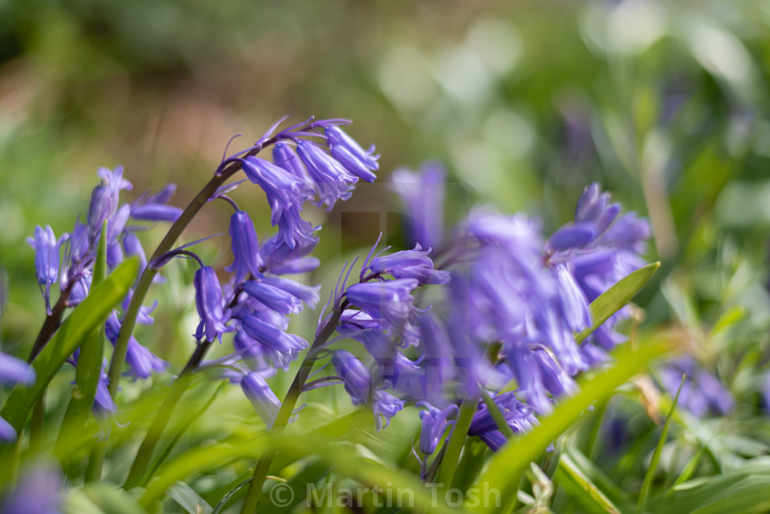 "Roadside bluebells ii." stock image