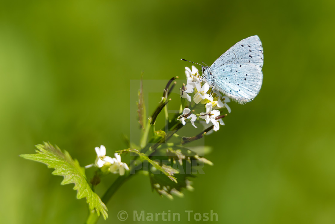 "Holly Blue butterfly on garlick Mustard ii, underwing." stock image