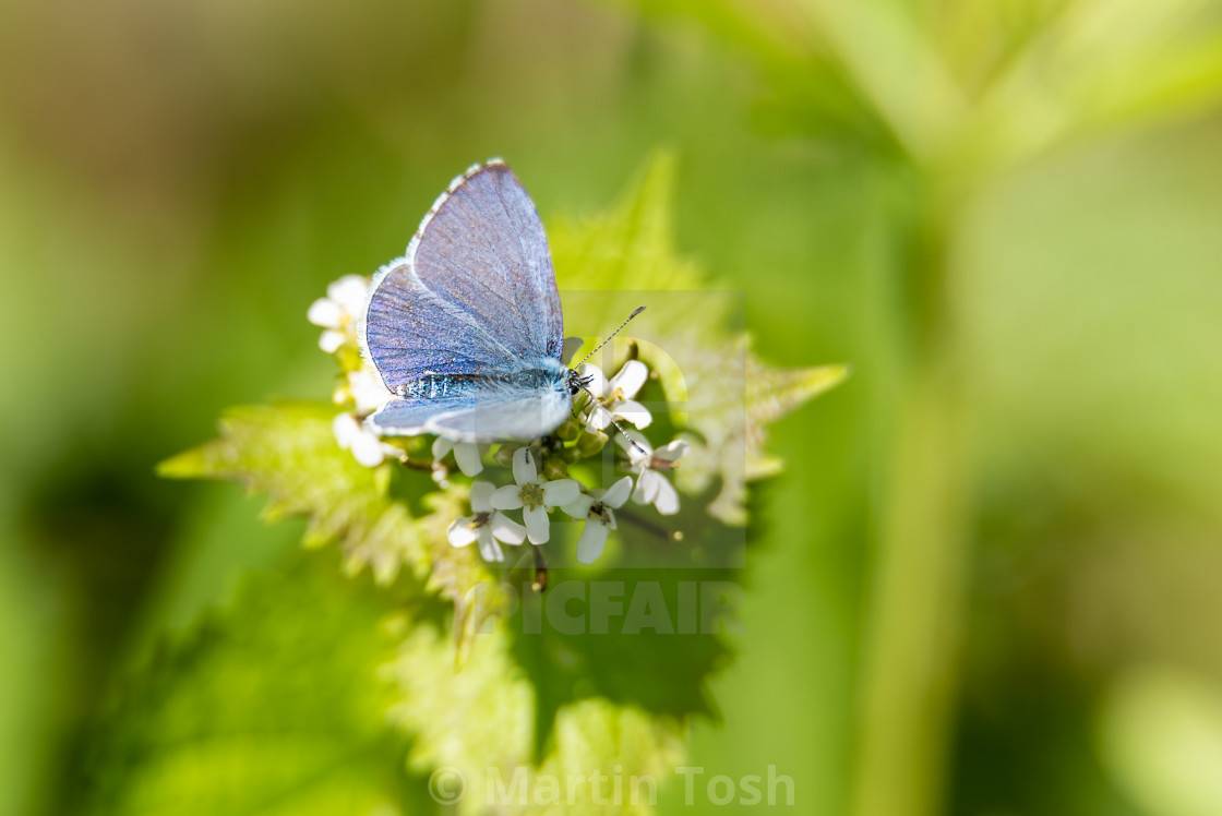 "Holly Blue butterfly on garlick Mustard iii, upperwings." stock image