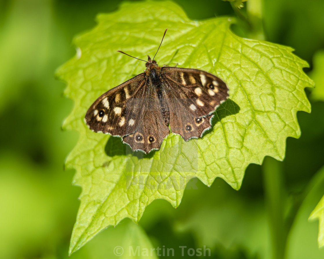 "Speckled Wood butterfly on Garlick Mustard iii, upperwings." stock image