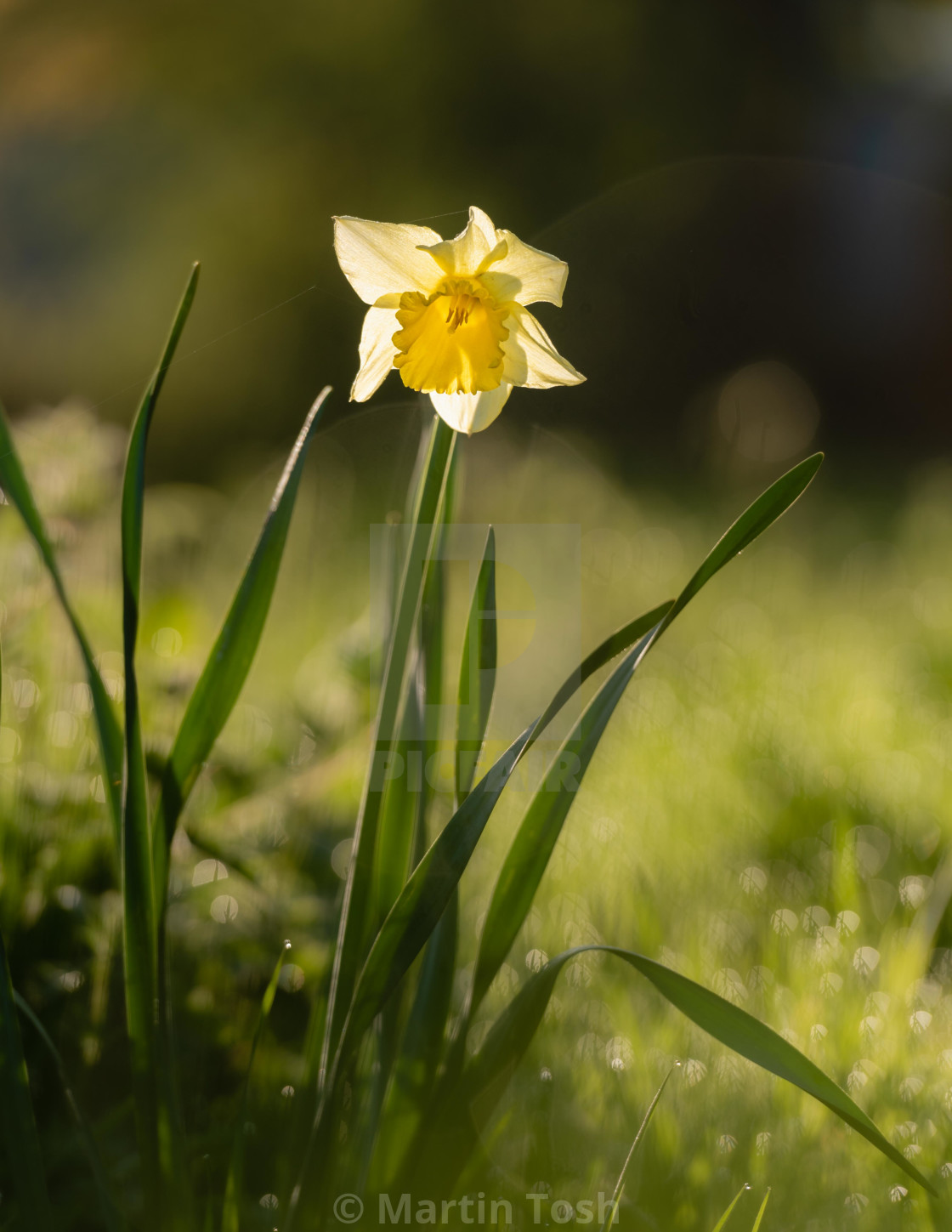 "Single backlit daffodil with dewy bokeh bg ii." stock image