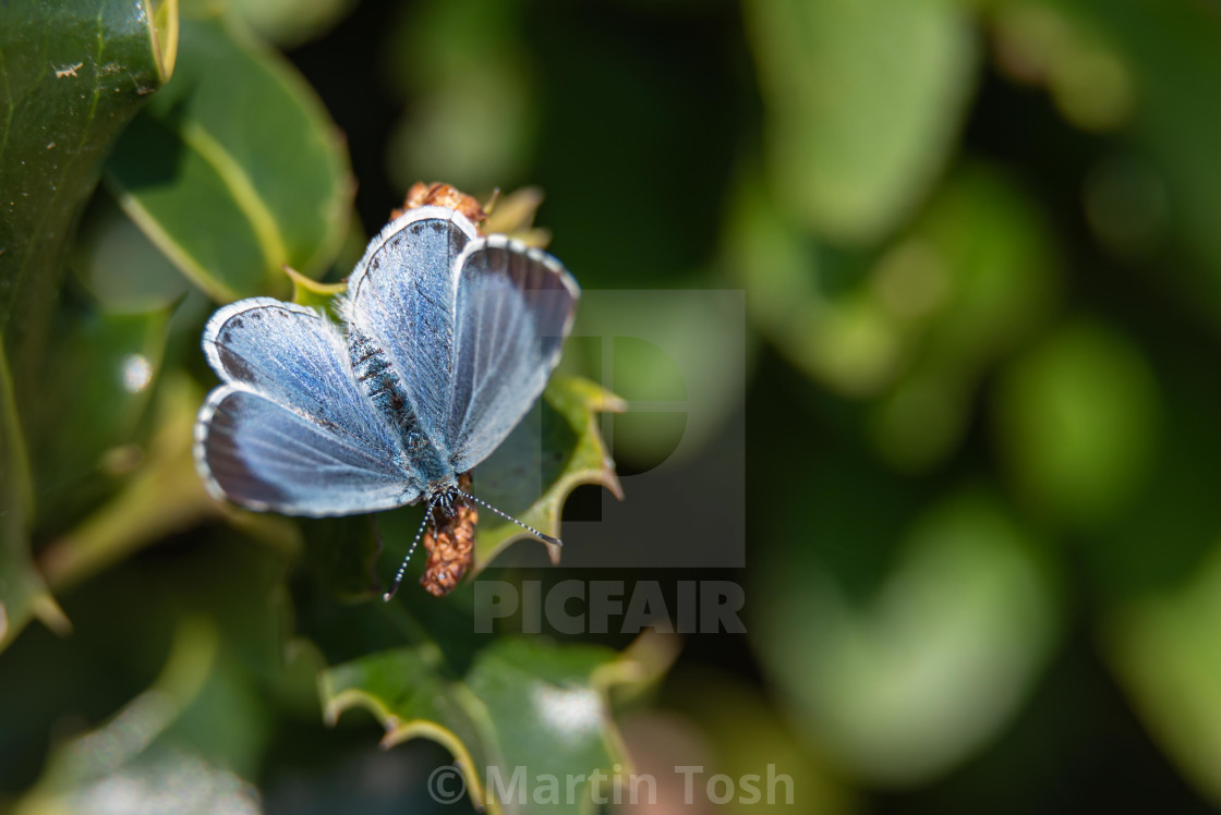 "Holly Blue butterfly on holly i upperwings." stock image