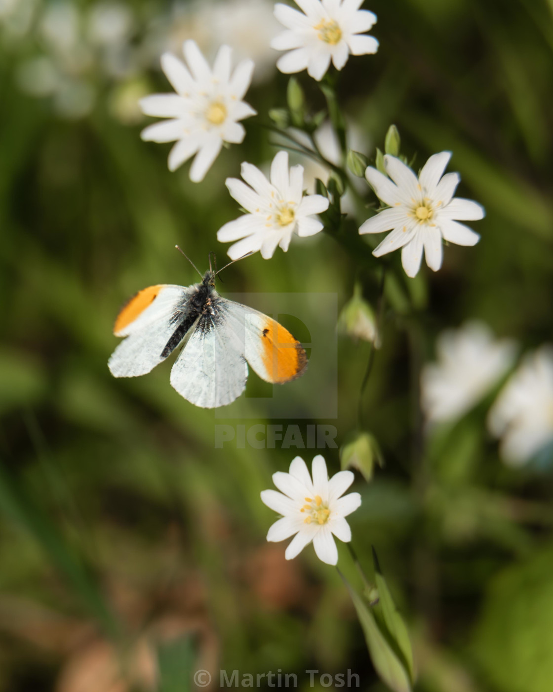 "Orange-tip butterfly in flight." stock image