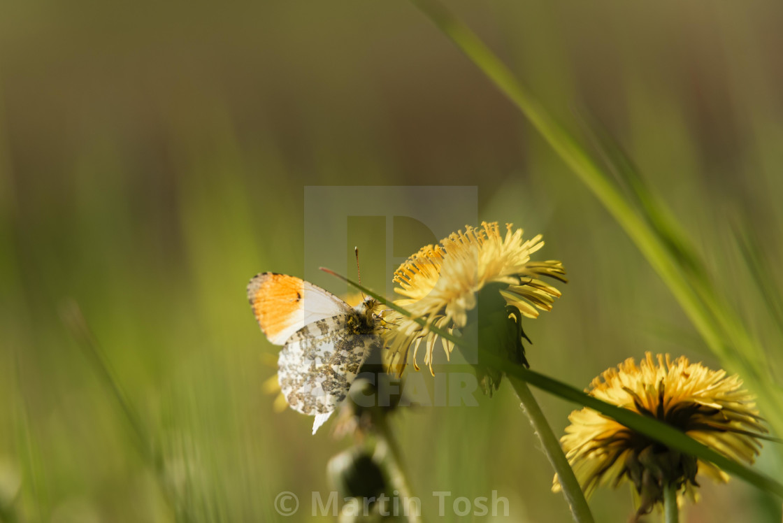 "Orange-tip butterfly- underwings on dandelion soft bg." stock image