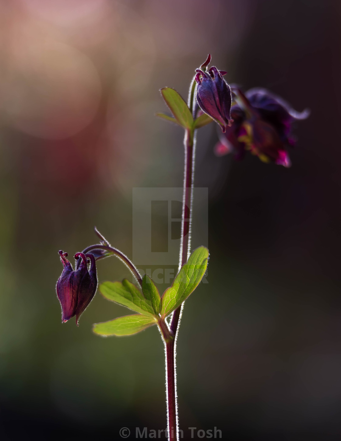 "Aquilegia Vulgaris, purple ii, texture bg." stock image