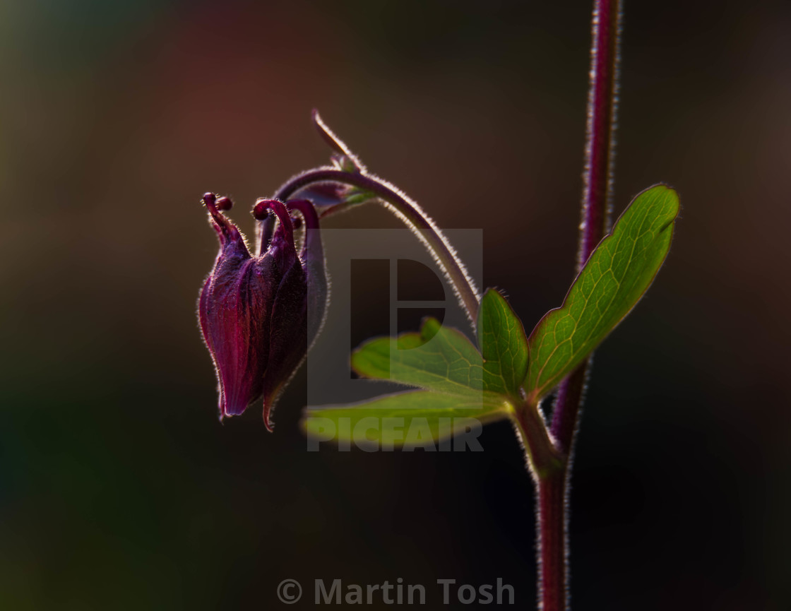 "Aquilegia Vulgaris, purple iii, soft bg." stock image