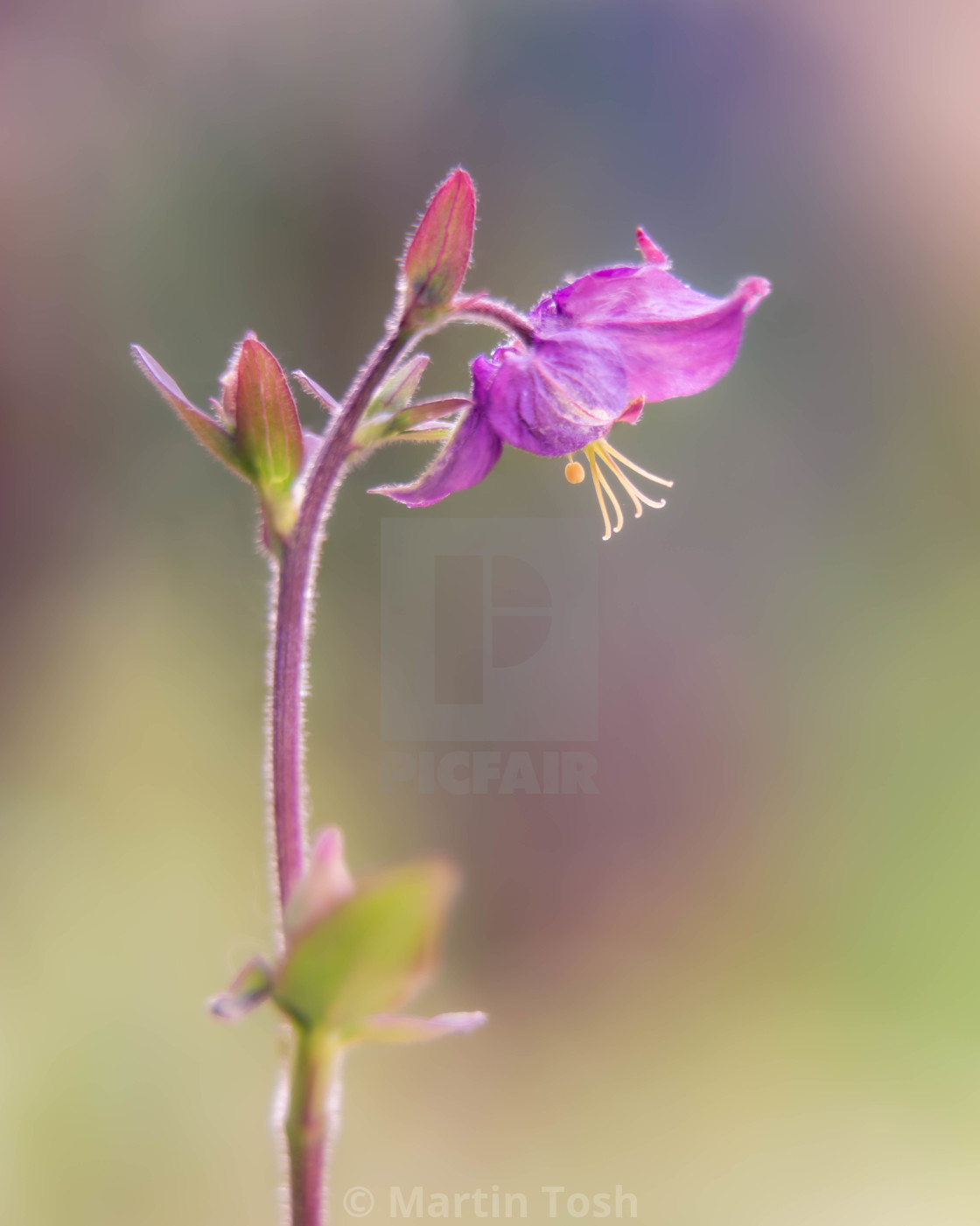 "Aquilegia Vulgaris, pink ii, soft bg." stock image