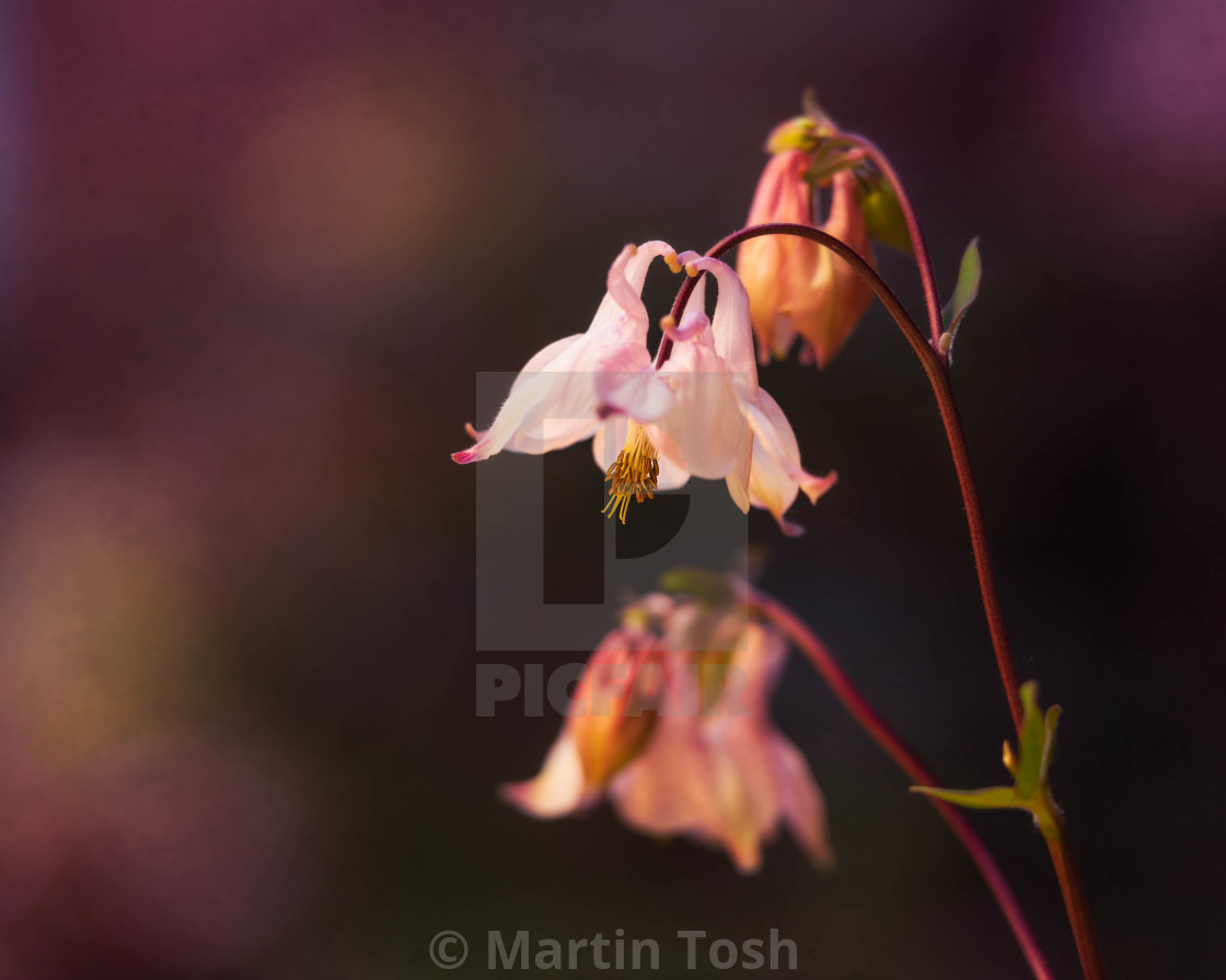 "Aquilegia Vulgaris, pink iii, texture bg." stock image