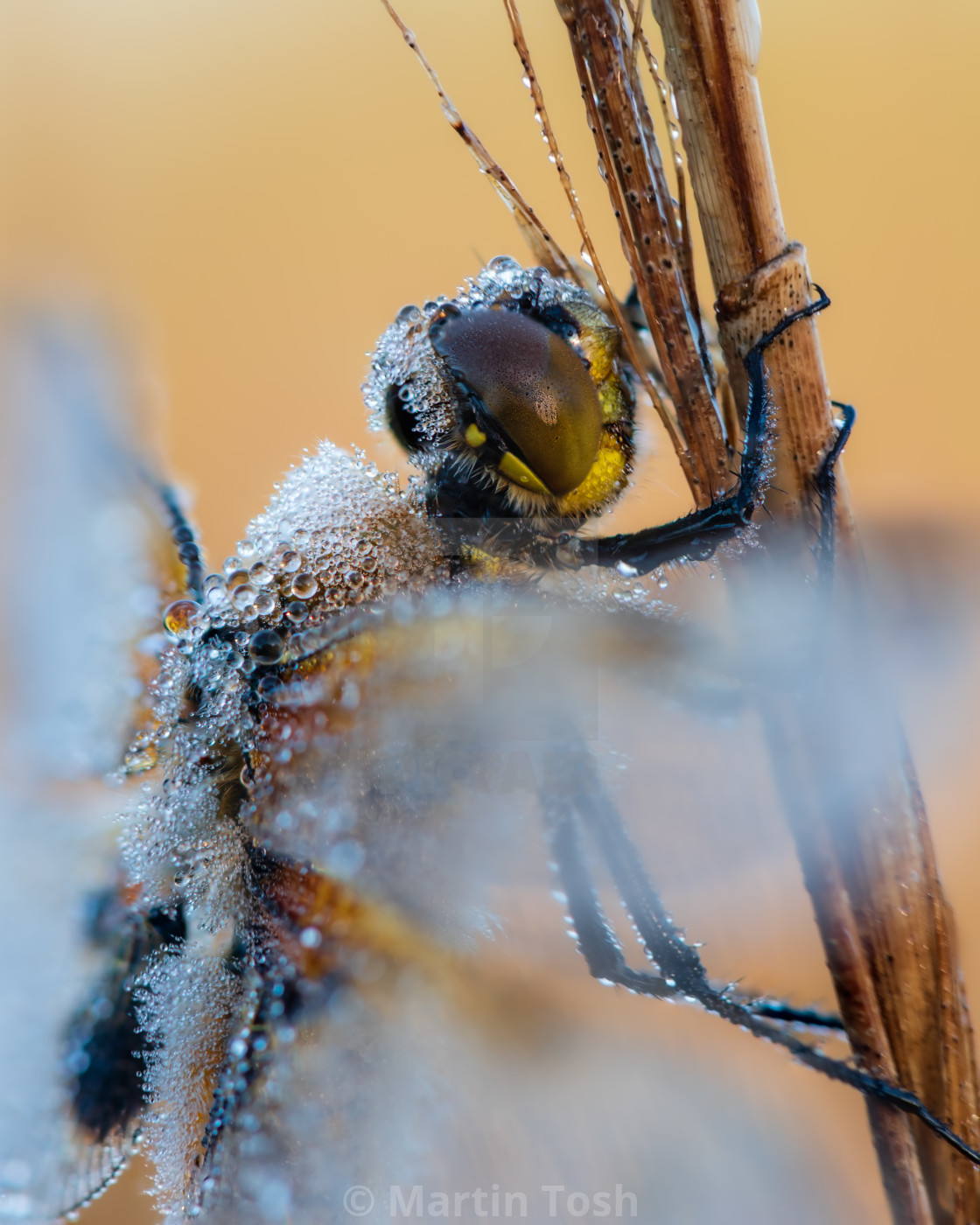 "Libellula quadrimaculata - Dew covered Four Spotted Chaser drago" stock image