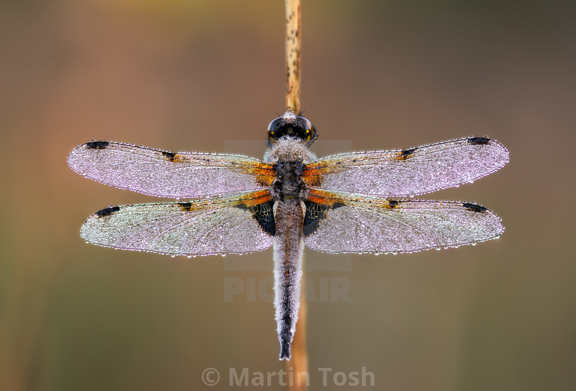 "Libellula quadrimaculata - Dew covered roosting Four Spotted Cha" stock image