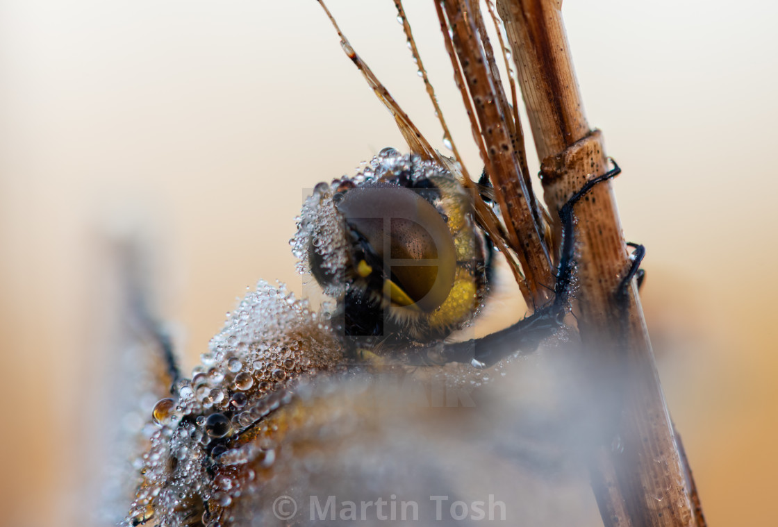 "Libellula quadrimaculata - Dew covered Four Spotted Chaser drago" stock image