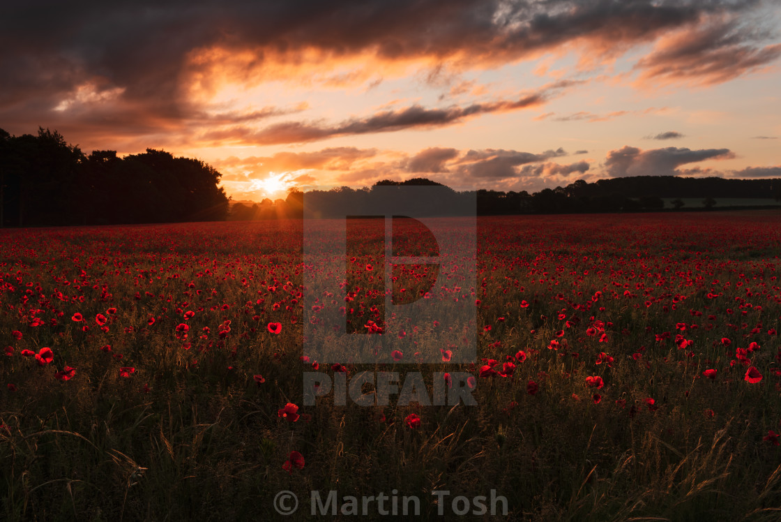 "Backlit moody sunrise over Norfolk poppy field i" stock image