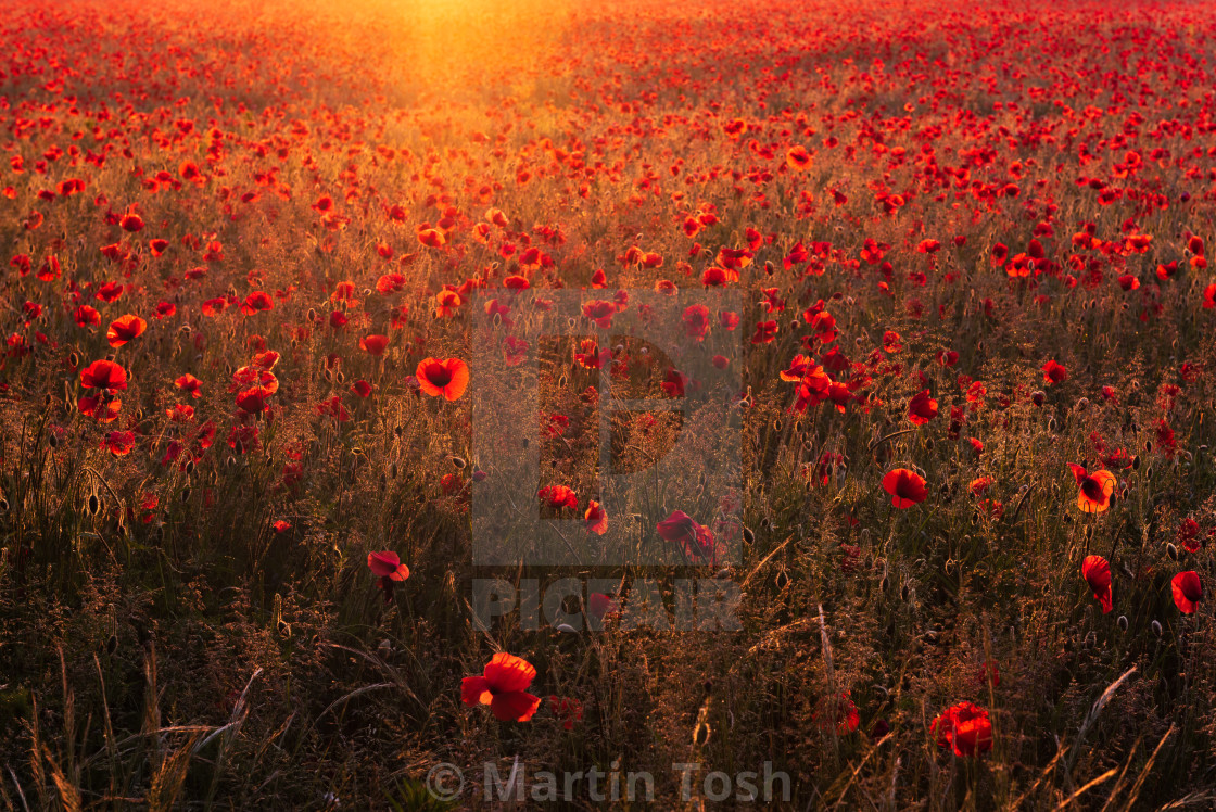 "Backlit Norfolk poppy field bathed in golden light" stock image