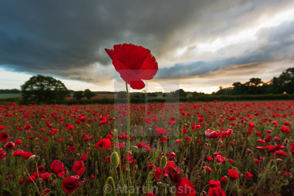 "Norfolk poppy field with one lone poppy standing tall against a" stock image