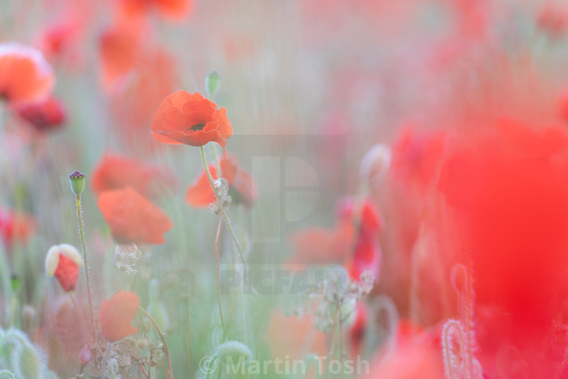 "Soft poppy study in Norfolk poppy field ii" stock image